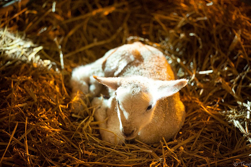 Lambing Live @ Cannon Hall Farm by Rick Harrison