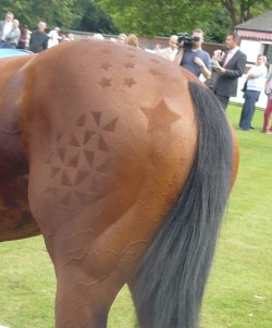 Horse's bum